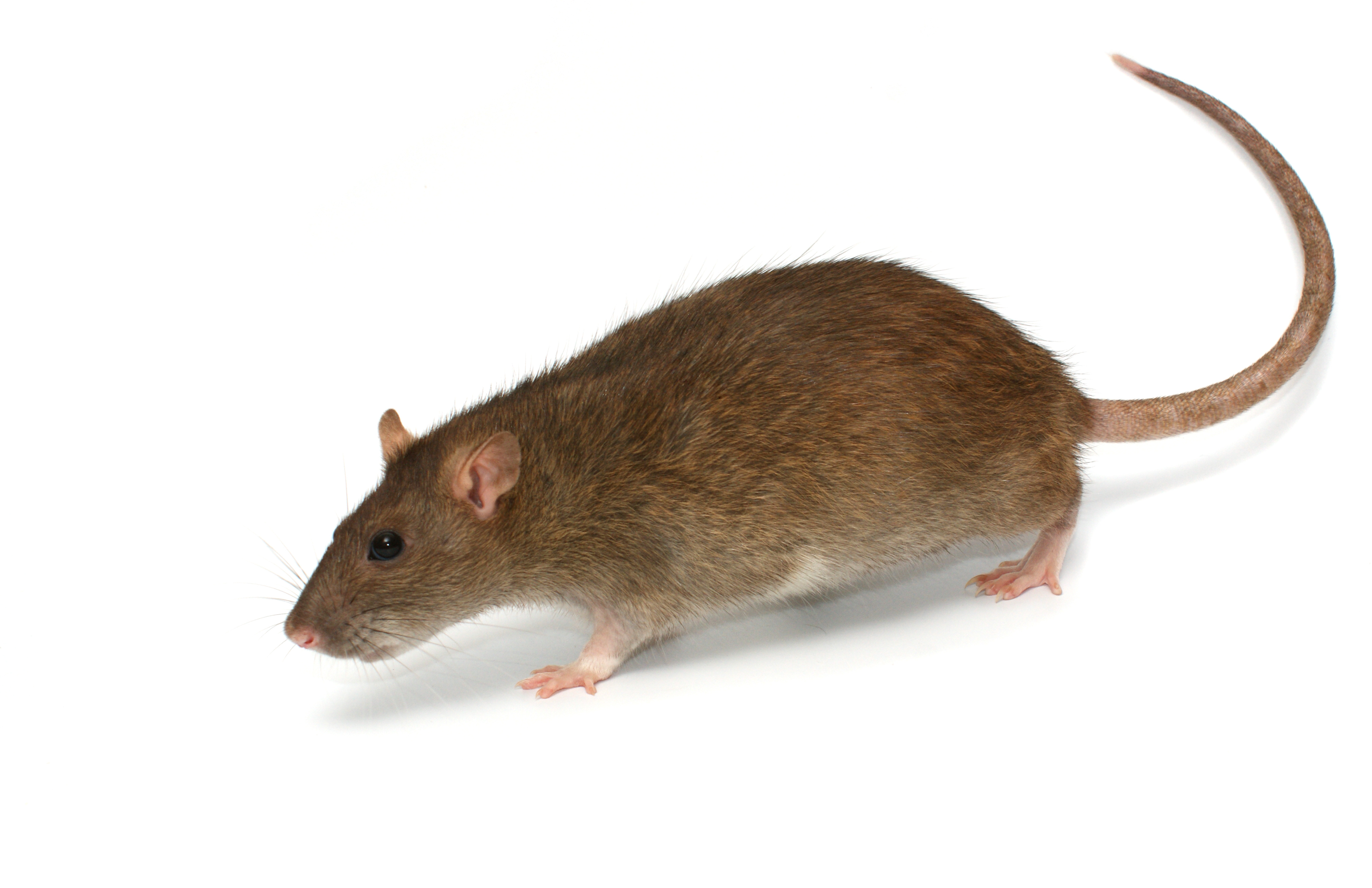 Belső vizsgálatot rendeltek el az ápolónőre pottyant patkány miatt a Merényi Gusztáv kórházban