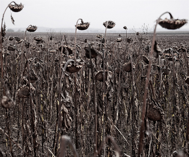 Balatonakarattya, 2010 (Fotó: Dezső Tamás)