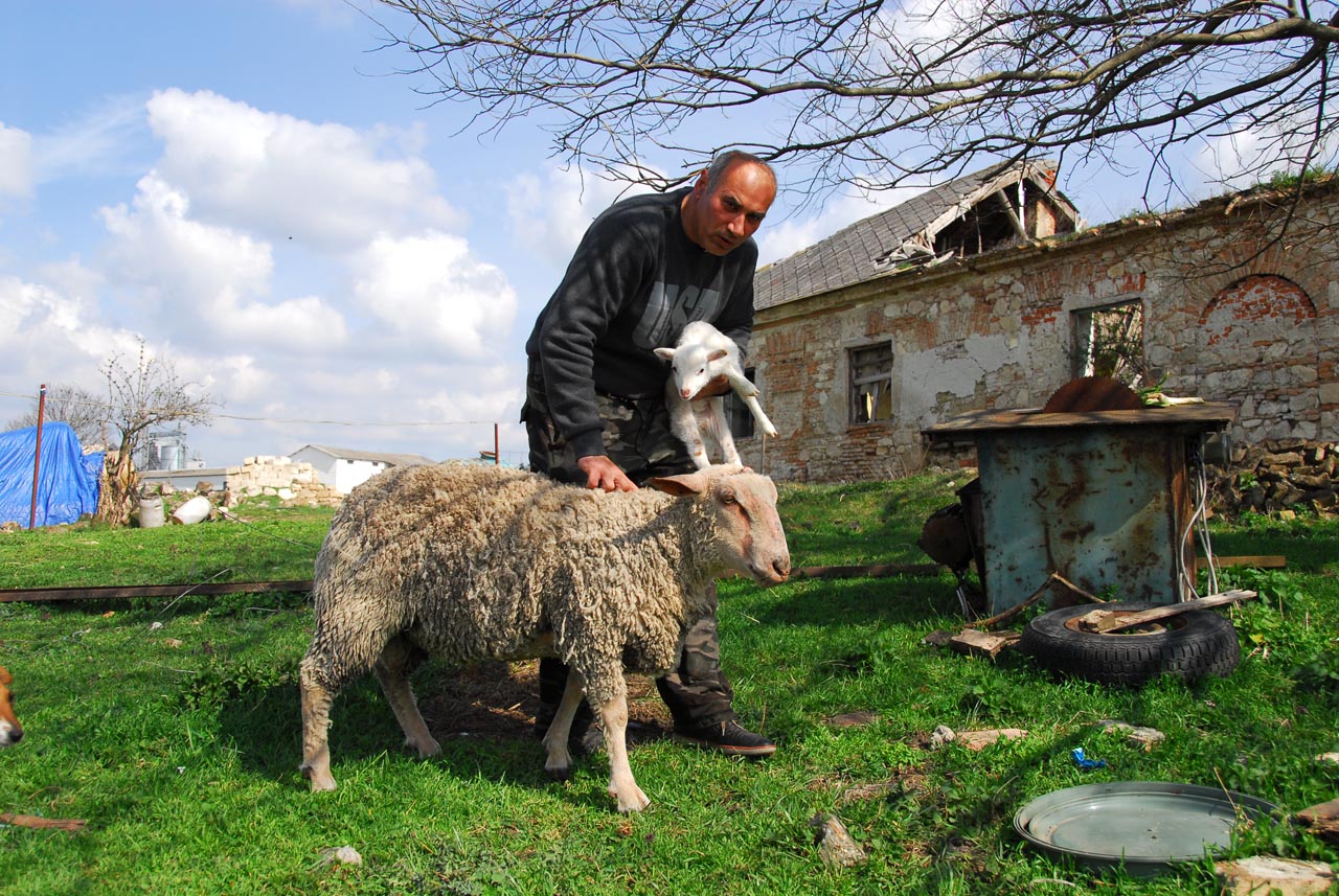 Demján Sándor kétmillió forinttal támogatja az elgázolt alcsúti juhász családját