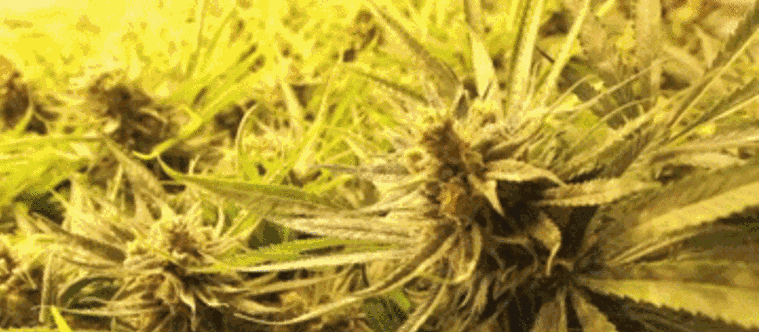 Vádat emeltek a marihuánaültetvényes kertész ellen