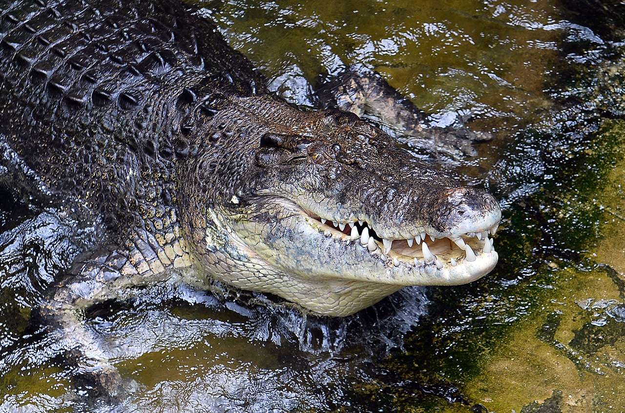 Halálra köveztek egy krokodilt a tuniszi állatkertben