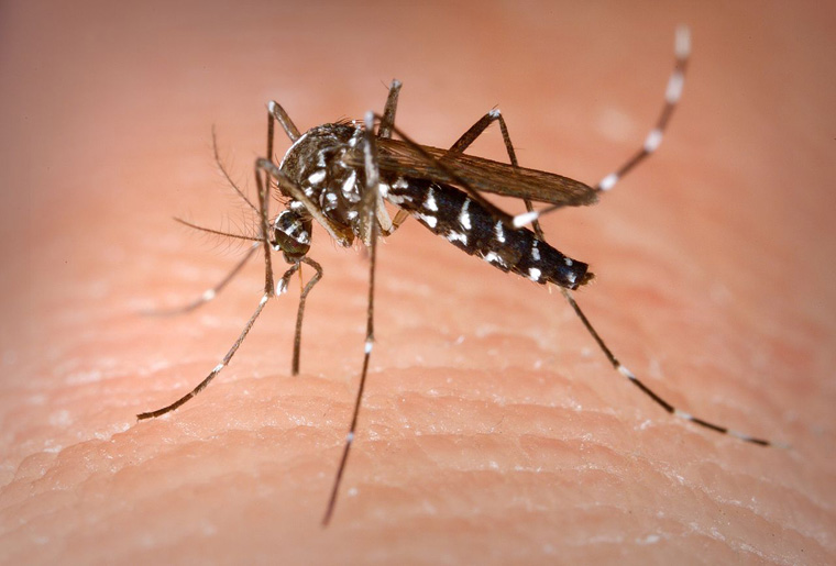 Génmódosított szúnyogokat engednek szabadon Brazíliában, hogy így szorítsák vissza a dengue-lázat