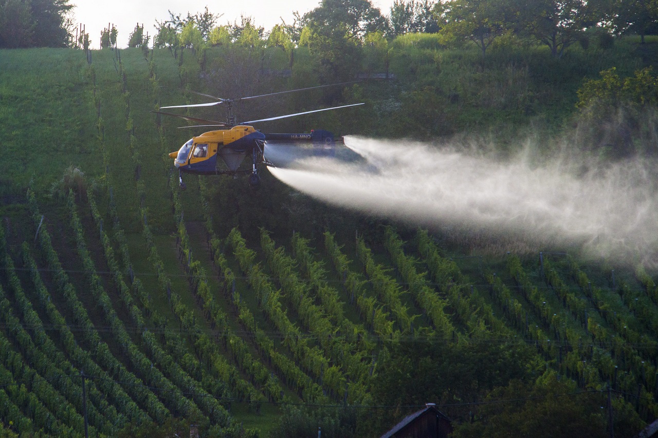 Helikopterről permetezve pusztítják a szőlő aranyszínű sárgaság betegségét okozó fitoplazma kórokozót a Zala megyei Lenti közelében 2014. július 29-én. A 2006-ban felbukkant amerikai szőlőkabócák terjesztik a kórokozót.