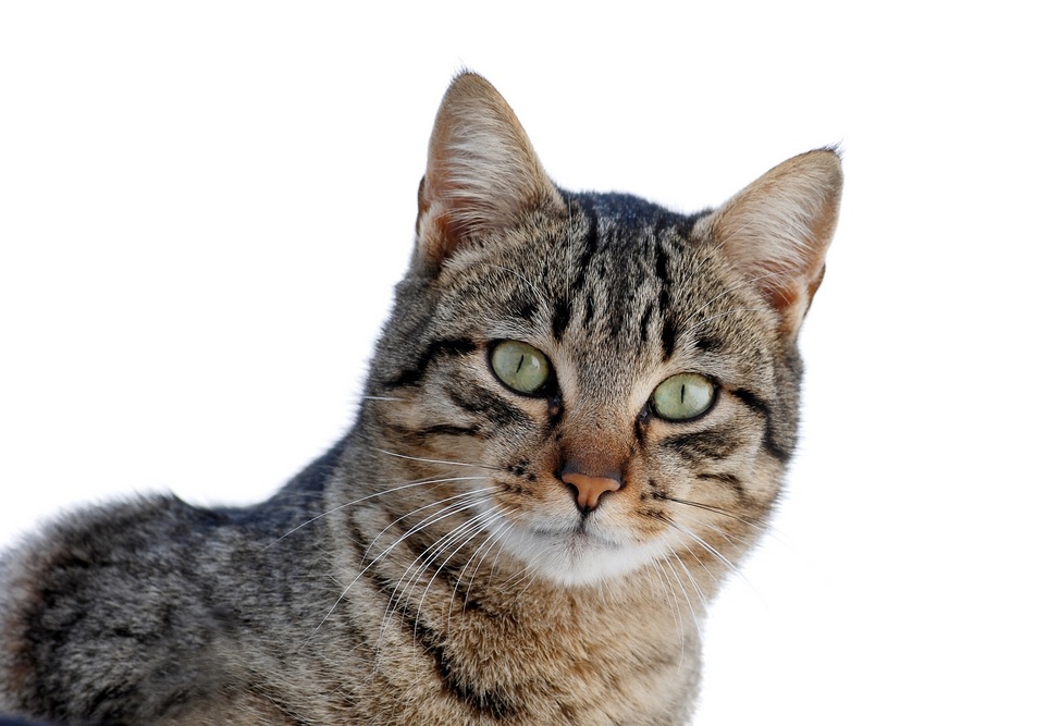 Egy metaanalízis szerint összefüggés lehet a macskatartás és a skizofrénia kialakulása között