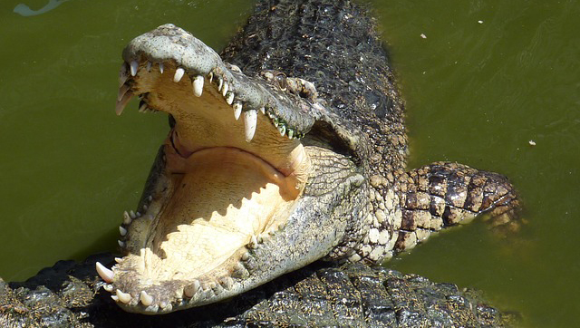 Nyoma sincs a drogosnak, aki betépve közösülni akart egy tengeri krokodillal