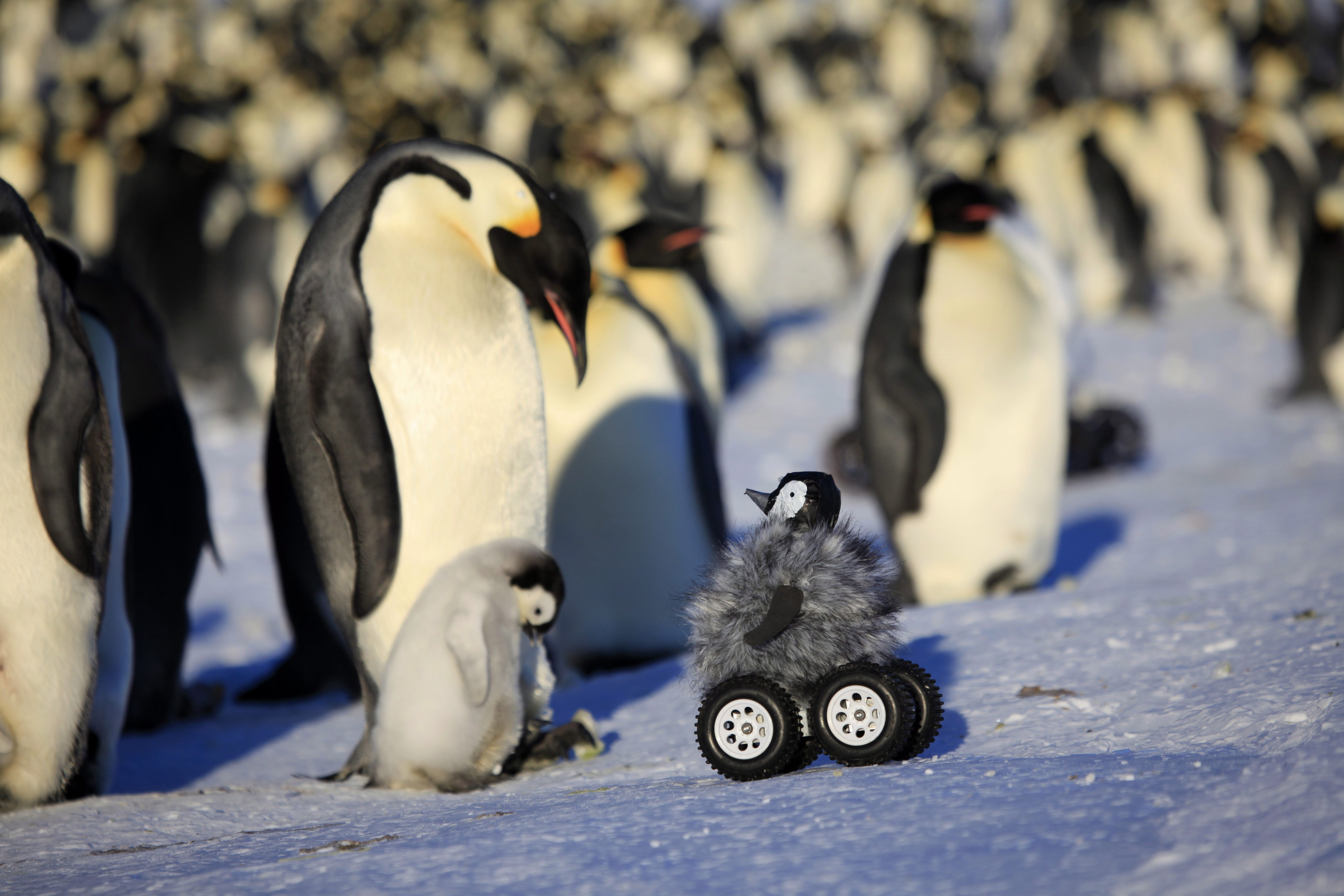 Egy pingvinfiókának álcázott távirányítású kamera az antarktiszi Adelie Landen október 31-én. Fotó: MTI/AP/Frederique Olivier/John Downer Productions