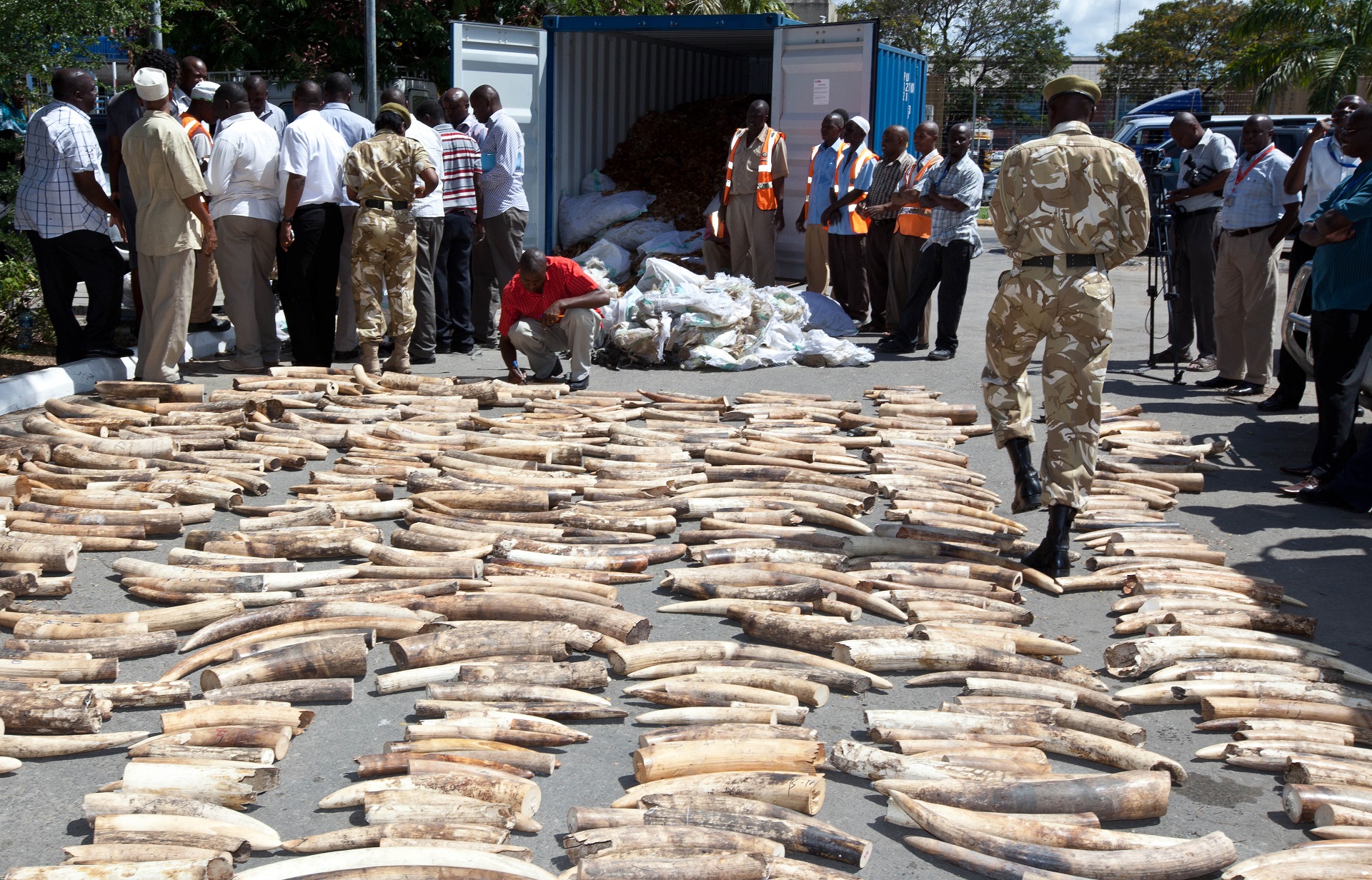 Az Interpol vezetésével élő állatok ezreit, 43 tonna vadhúst és 1,3 tonna elefántcsontot foglaltak le