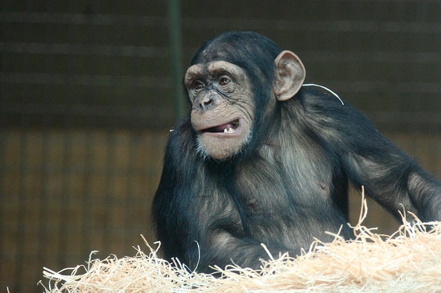Elfogták a svéd állatkertben a pár napja megszökött majmokat