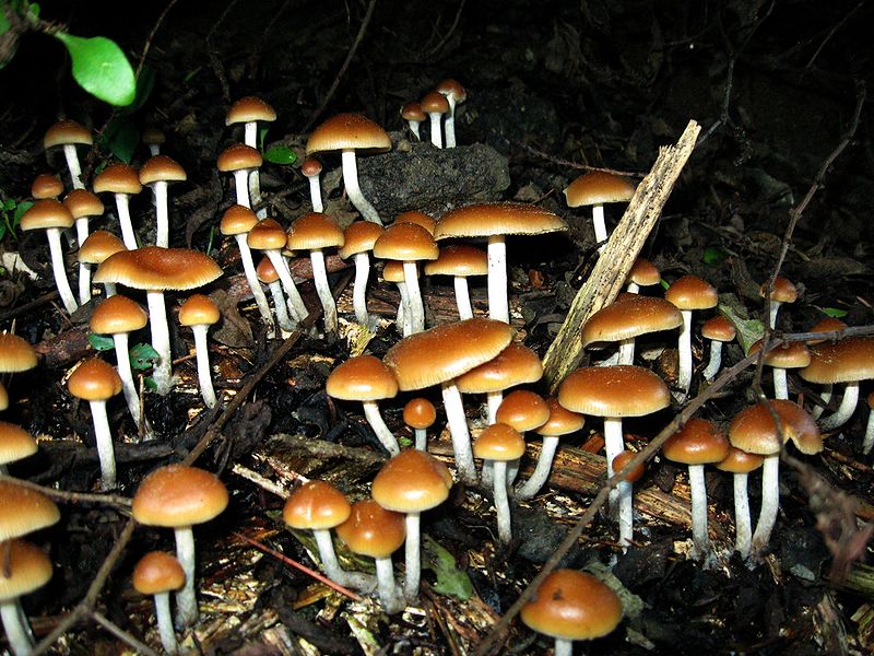 Vadon termő hallucinogén gombák. Fontos, hogy nagyon veszélyes a természetben fogyasztott gombát fogyasztani, mert több mérgező faj mutat közeli külső hasonlóságot a pszilocibint tartalmazó gombákkal.