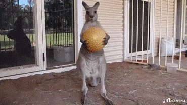 Egy kutatás szerint a kenguruk képesek kommunikálni az emberrel