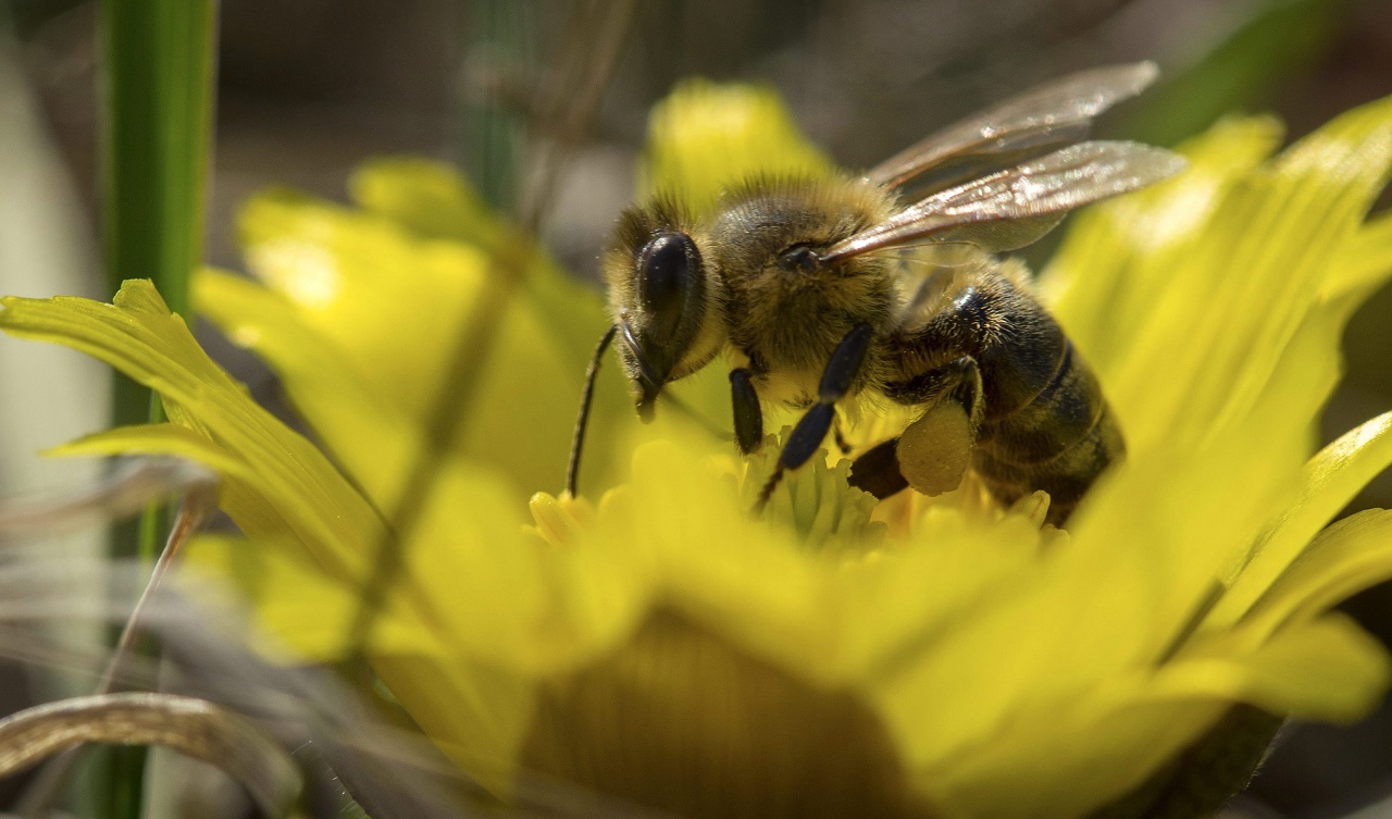 Hiába akarják elkenni, a glifozát felelős a méhek pusztulásáért