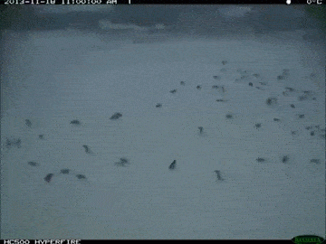 Tízezer pingvinfióka pusztult el egy beszakadt jégtábla miatt