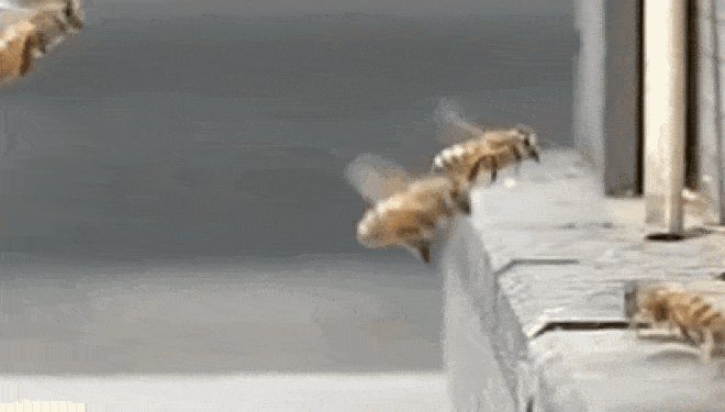 Méhek lepték el hajnalban az M5-öst