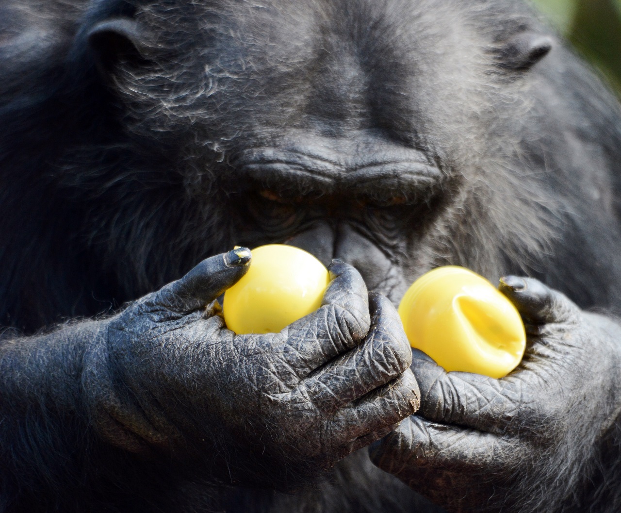 Okosabb vagy egy csimpánznál?