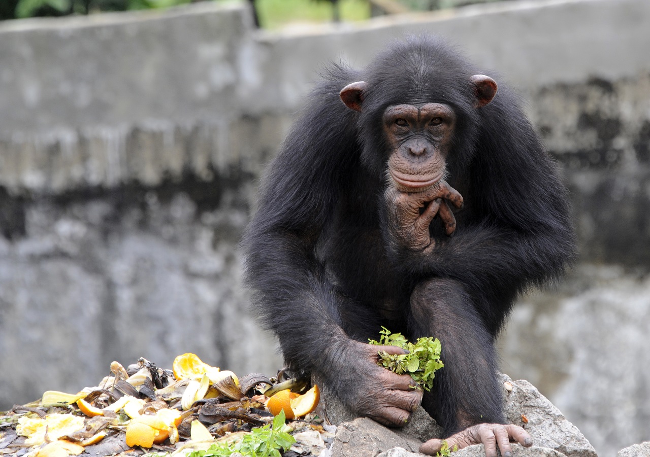Továbbra is szabadon van négy szökött csimpánz egy svéd állatkertben