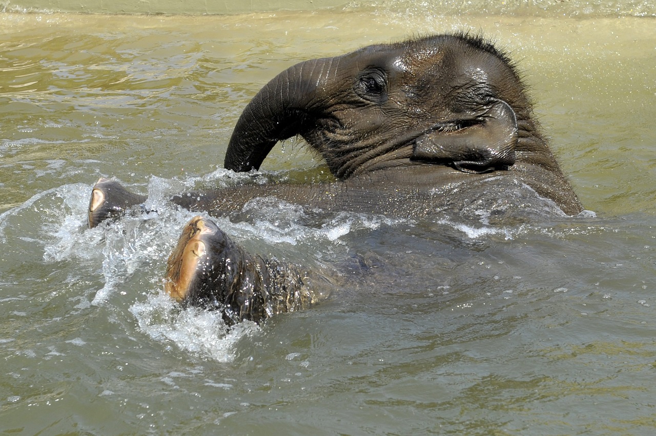 Árván maradt elefántokat költöztettek a Viktória-vízesés mellé