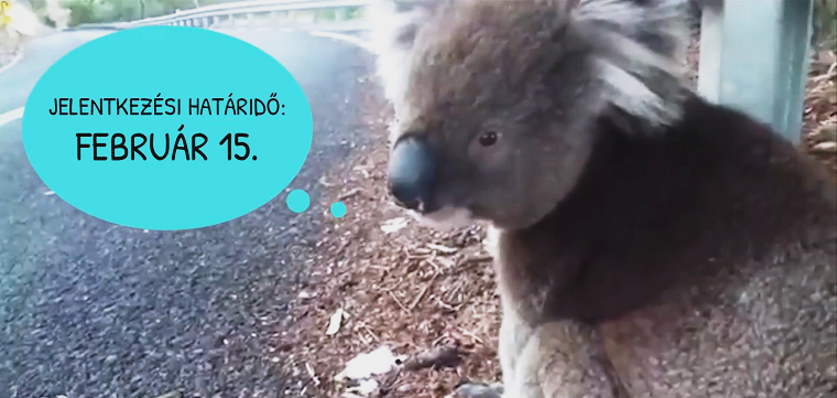 Ebben a videóban egy koala szeretne továbbtanulni Magyarországon