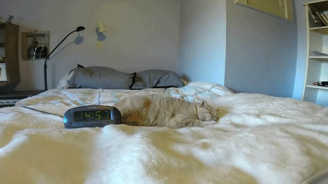 Fontos videó arról, hogy mit csinál egy macska, amíg te dolgozol