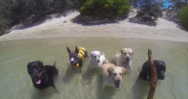 Vidám kutyák kutyáskodnak Ausztráliában