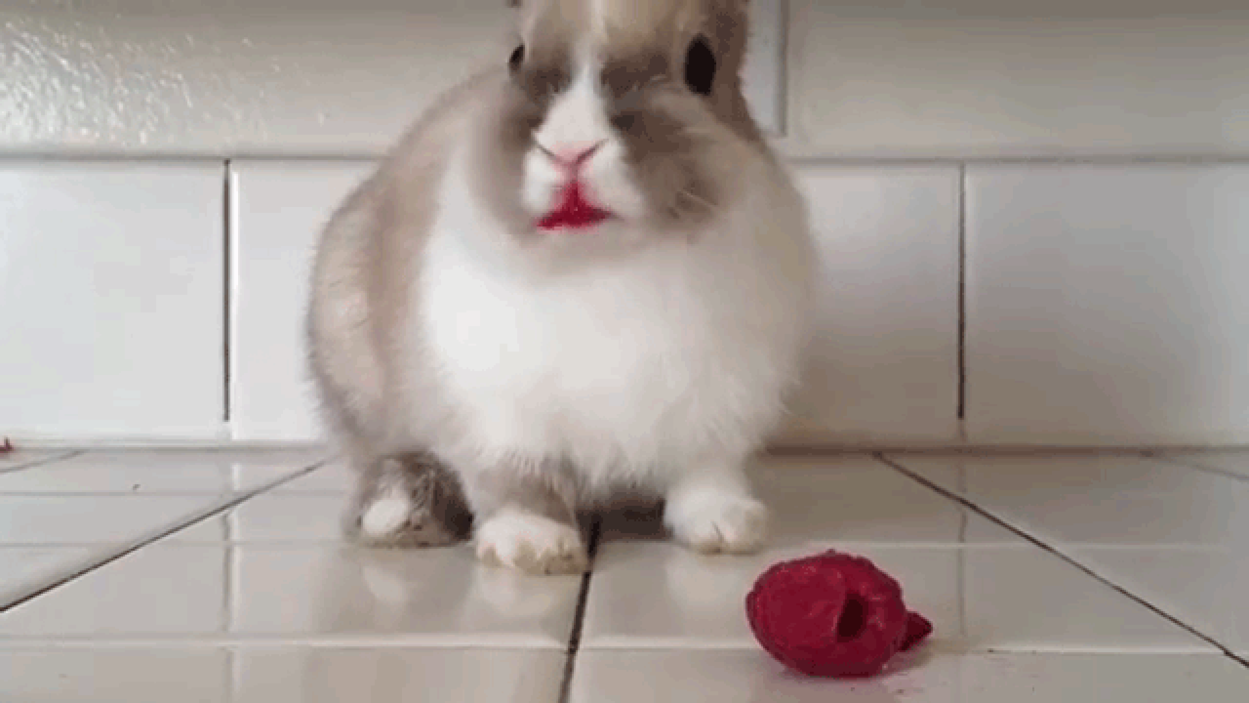 Включи видео кролики. Кролик кушает. Накрашенный кролик.