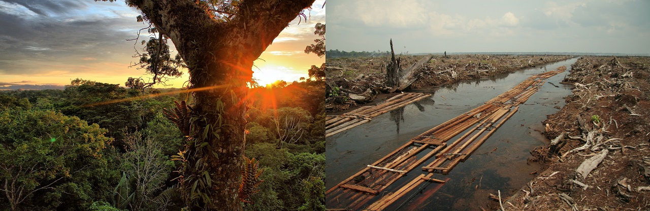 Kezdődjön a kizsákmányolás: Ecuador engedélyt adott az olajfúrásra az Amazonas egyik utolsó érintetlen őserdejében