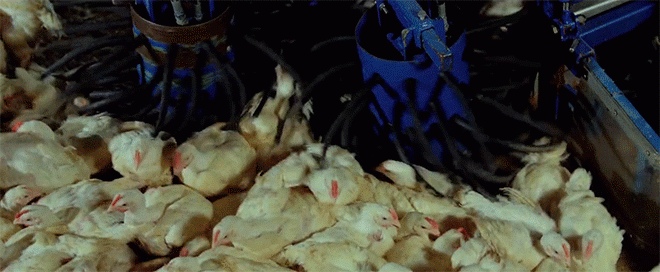 A videó, ami után soha többé nem nézel ugyanúgy a húsra a tányérodon