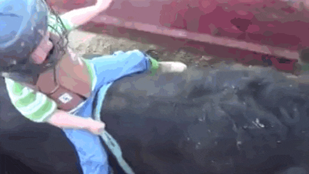 Ennél ma már nem lesz cukibb: 4 éves kisfiú rodeózik egy nagyon pici bikán
