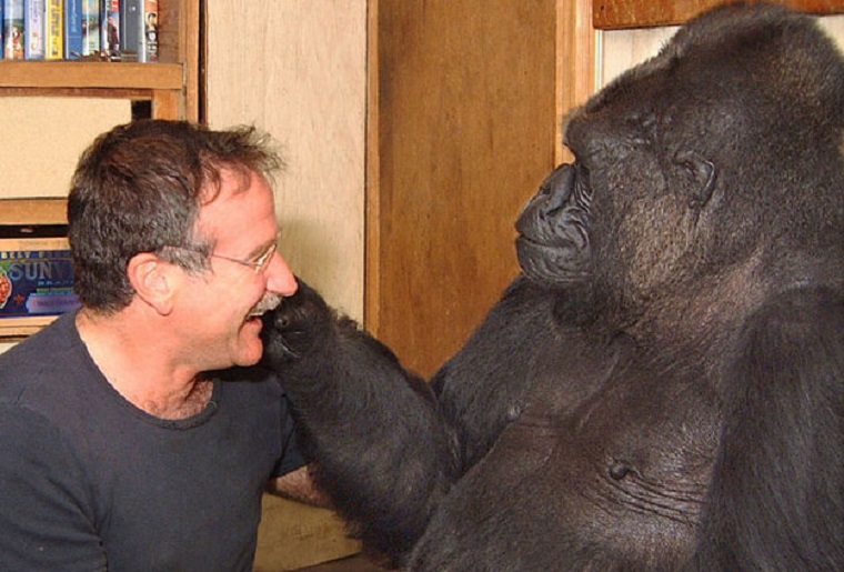 Robin Williams még a világ legokosabb gorilláját is megnevettette