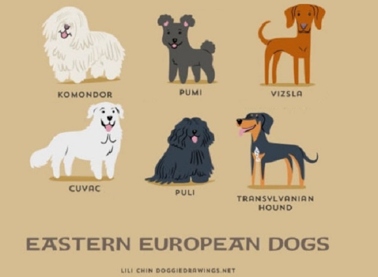 Itt van az összes kutyafajta egyetlen infografikán!