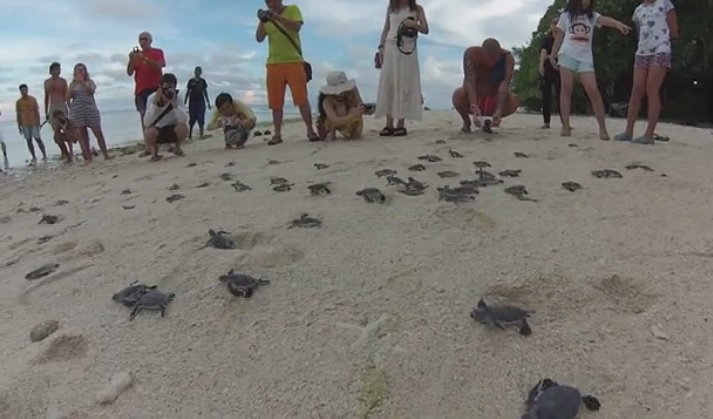 Így rohamozza meg 150 teknősbébi a óceánt