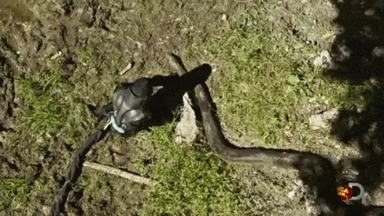 Ez történik, ha egy élő embert megetetnek egy anakondával