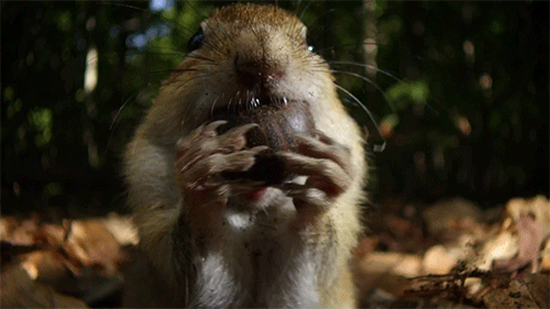 Hány mogyi fér egy mókus szájába?