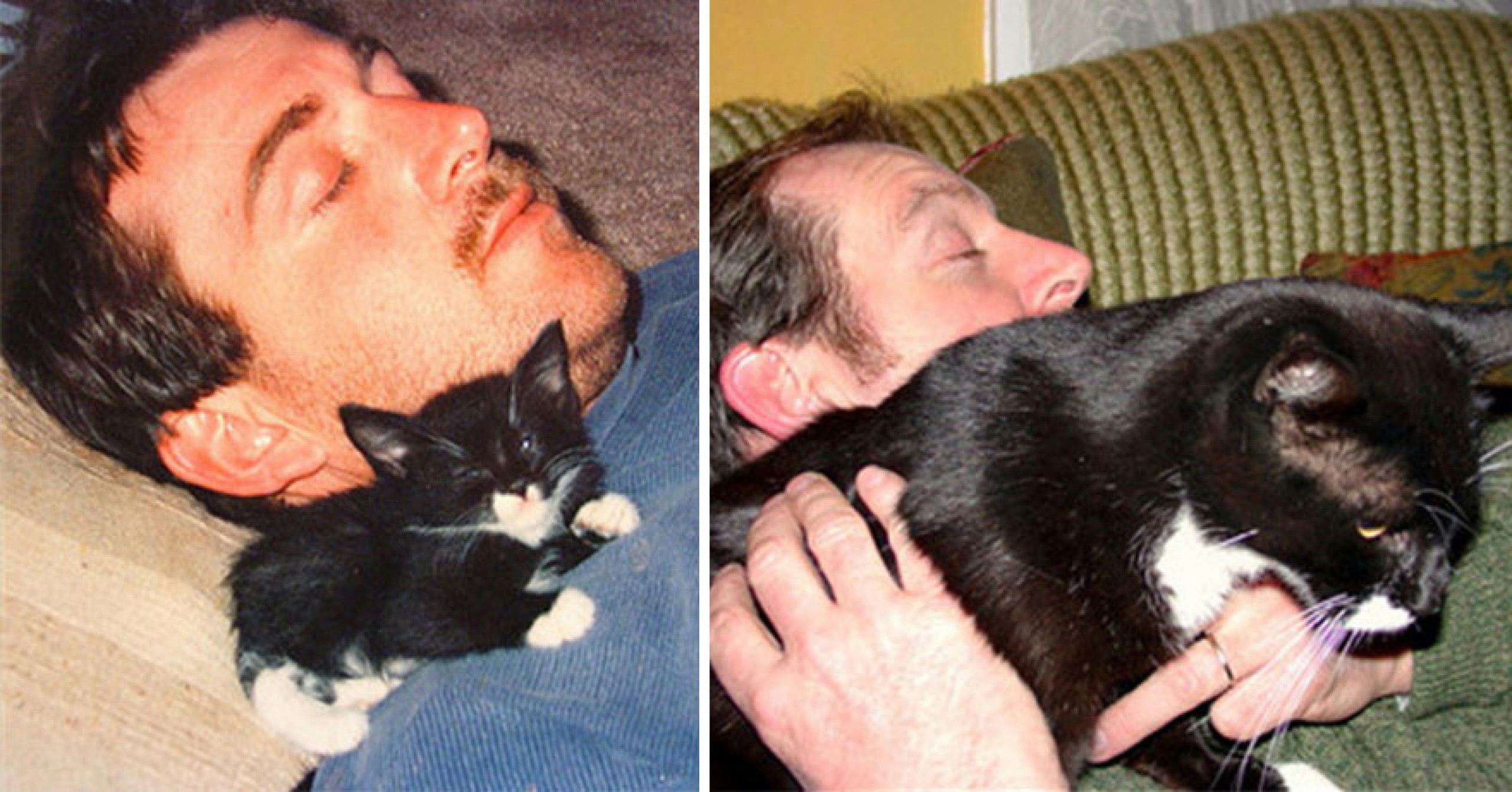 Как вырастают котята. Котенок вырос. Котята до и после. Котята до и после взросления. Котенок до и после вырос.