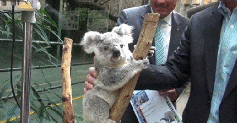 Bréking!! Itt vannak az első képek a budapesti koalákról