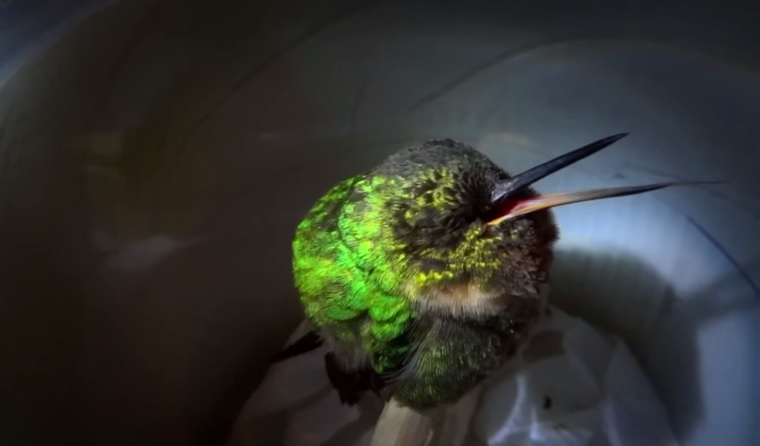Nincs most ennél fontosabb: egy horkoló kolibri!