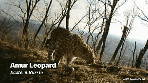 Egy felvételen a világ amúri leopárdjainak 3 százaléka!