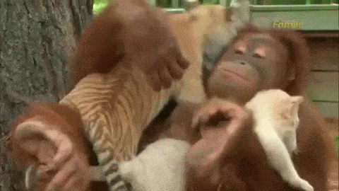Hírek a világ boldogabbik feléről: holland tudósok orángutánoknak fejlesztenek társkeresőt
