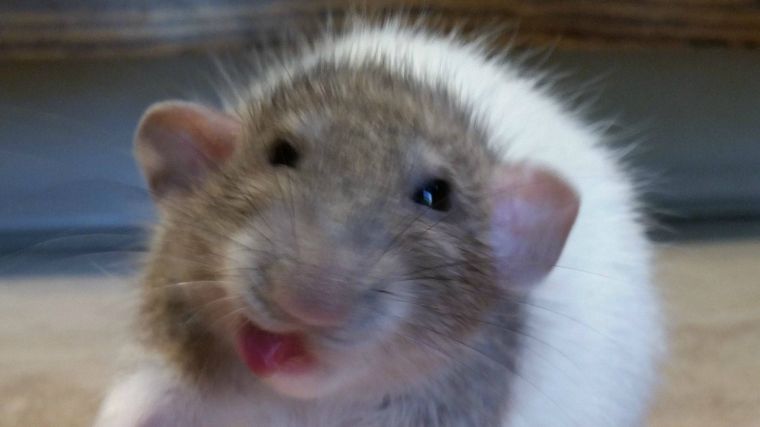 Ez a kis patkány életében először kóstolt görögdinnyét