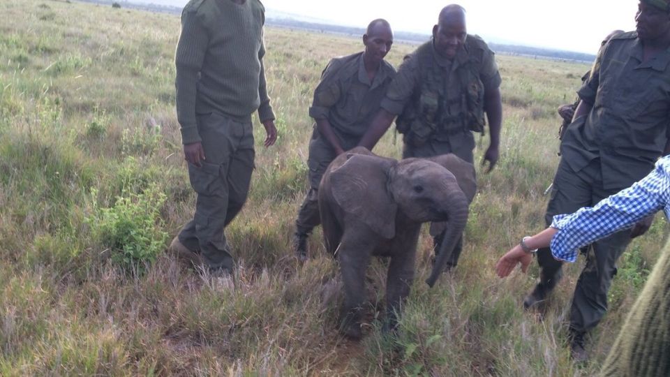 Zokogva megdöbbensz! Egy csapat kenyai hazavezetett az anyjához egy kiselefántot