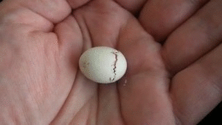 Gondoltál valaha arra, hogyan fér el egy kaméleonbébi a tojásban?