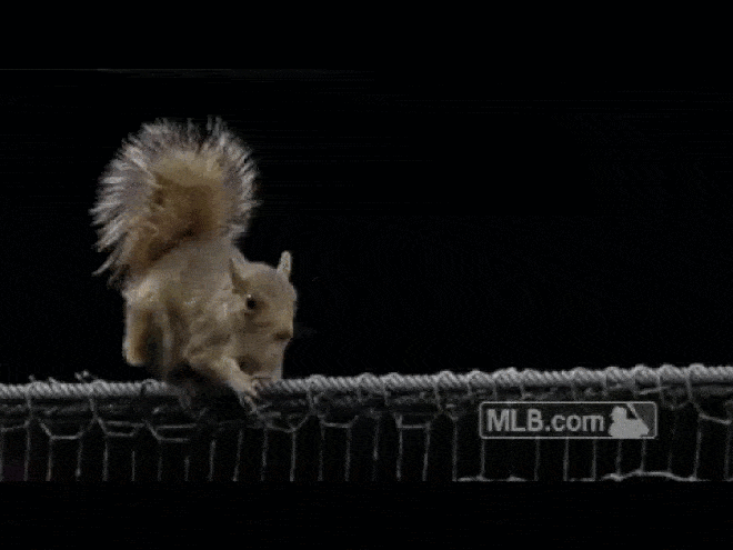 Rettenthetetlen mókus zavarta meg a baseball meccset