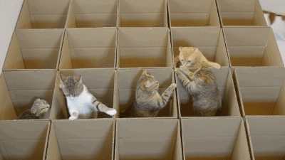 Macskák dobozban