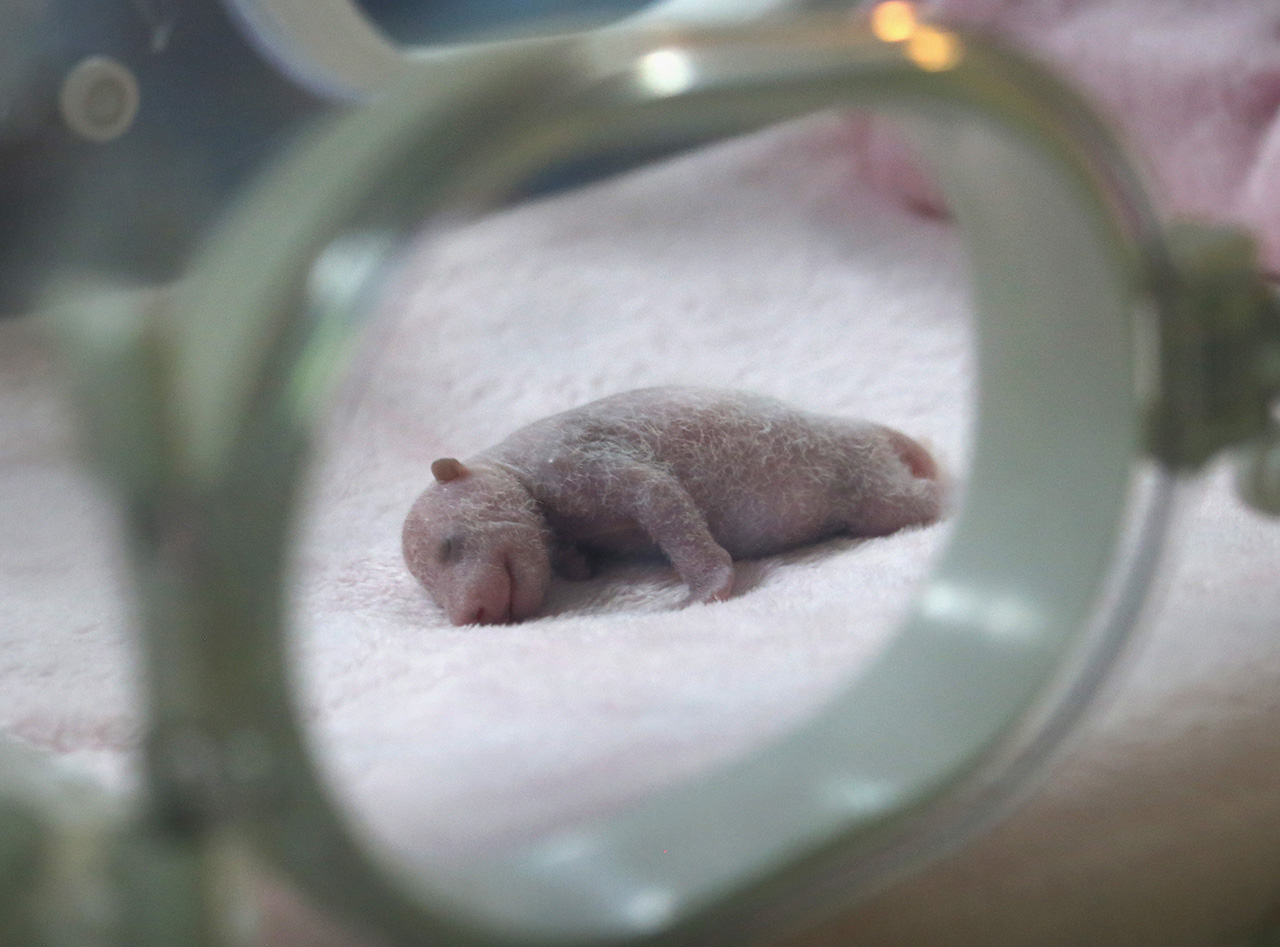 Ilyet még nem láttál: pandabébi inkubátorban