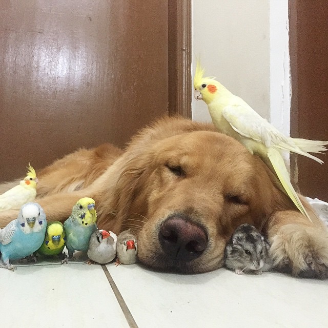A kutya, akinek nyolc madár és egy hörcsög a legjobb barátja