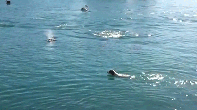 Louis kutya a delfinekkel úszik az óceánban