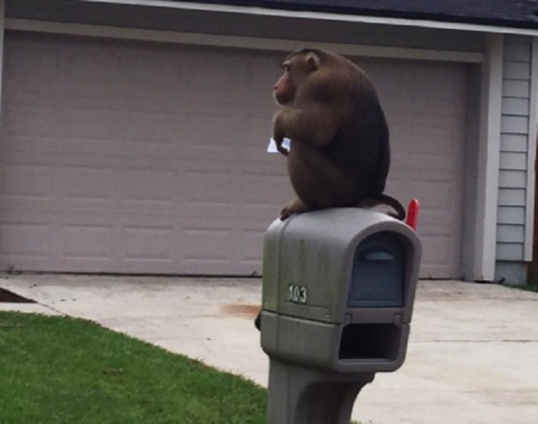 Útjelző táblán pörgött, rendőrautón ugrált, postai leveleket evett, végül megpihent a majom
