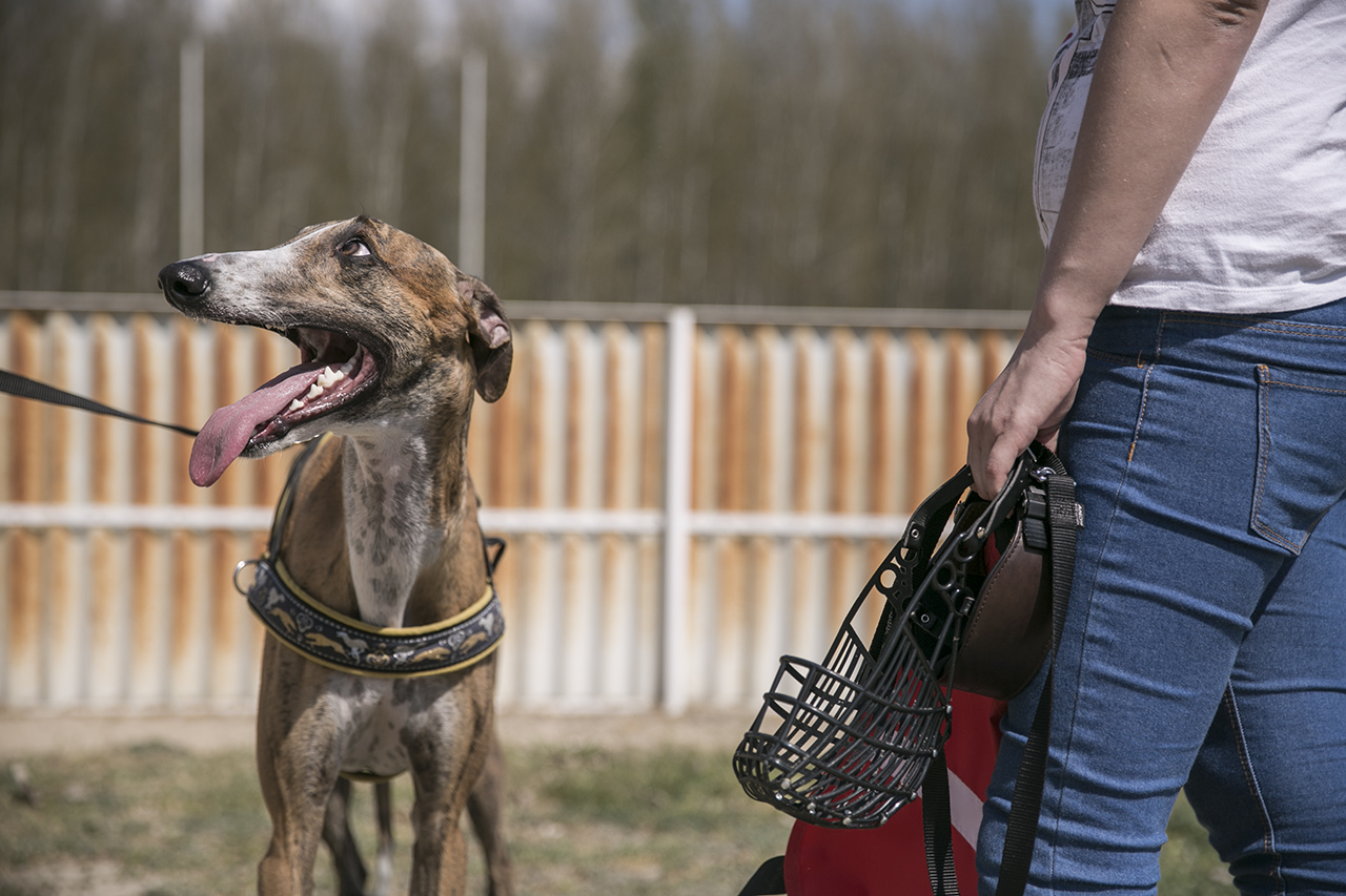 Eljött a szaporítók ideje: mától csak a kilenc magyar kutyafajta tenyésztőit ellenőrzik a hatóságok
