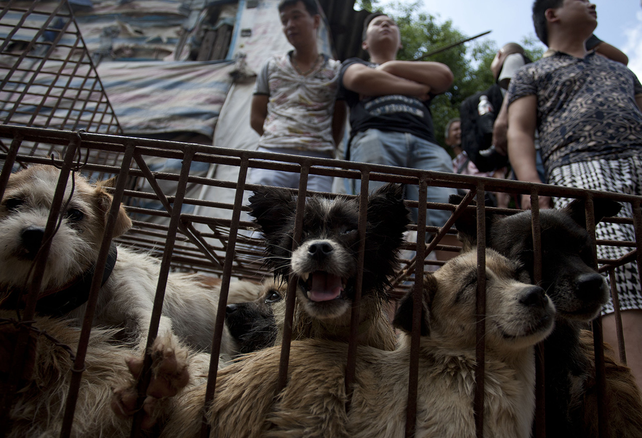 Hiába tiltakoztak ellene, megrendezték a kínai kutyahús-fesztivált