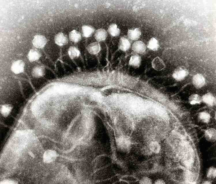 Ez az újonnan felfedezett vírus az emberek háromnegyedében megtalálható