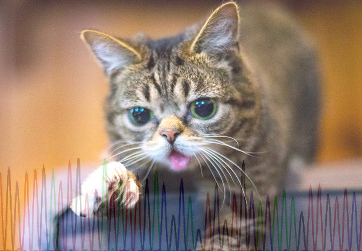 Magyar kutatónő vizsgálja a világ legcukibb macskájának különös betegségét